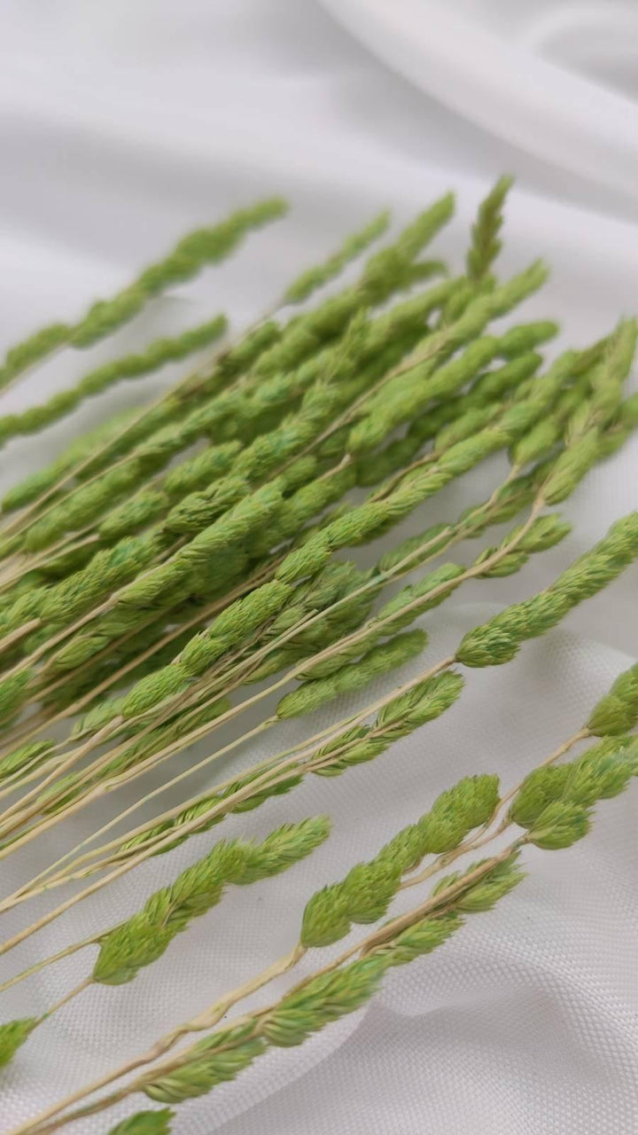 Wildgras Trockenblumen | hellgrün (1 Bund) - www.Flower-Passion.com