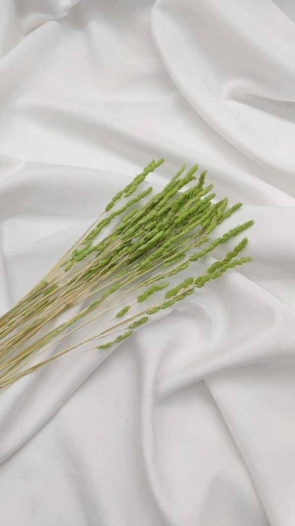Wildgras Trockenblumen | hellgrün (1 Bund) - www.Flower-Passion.com