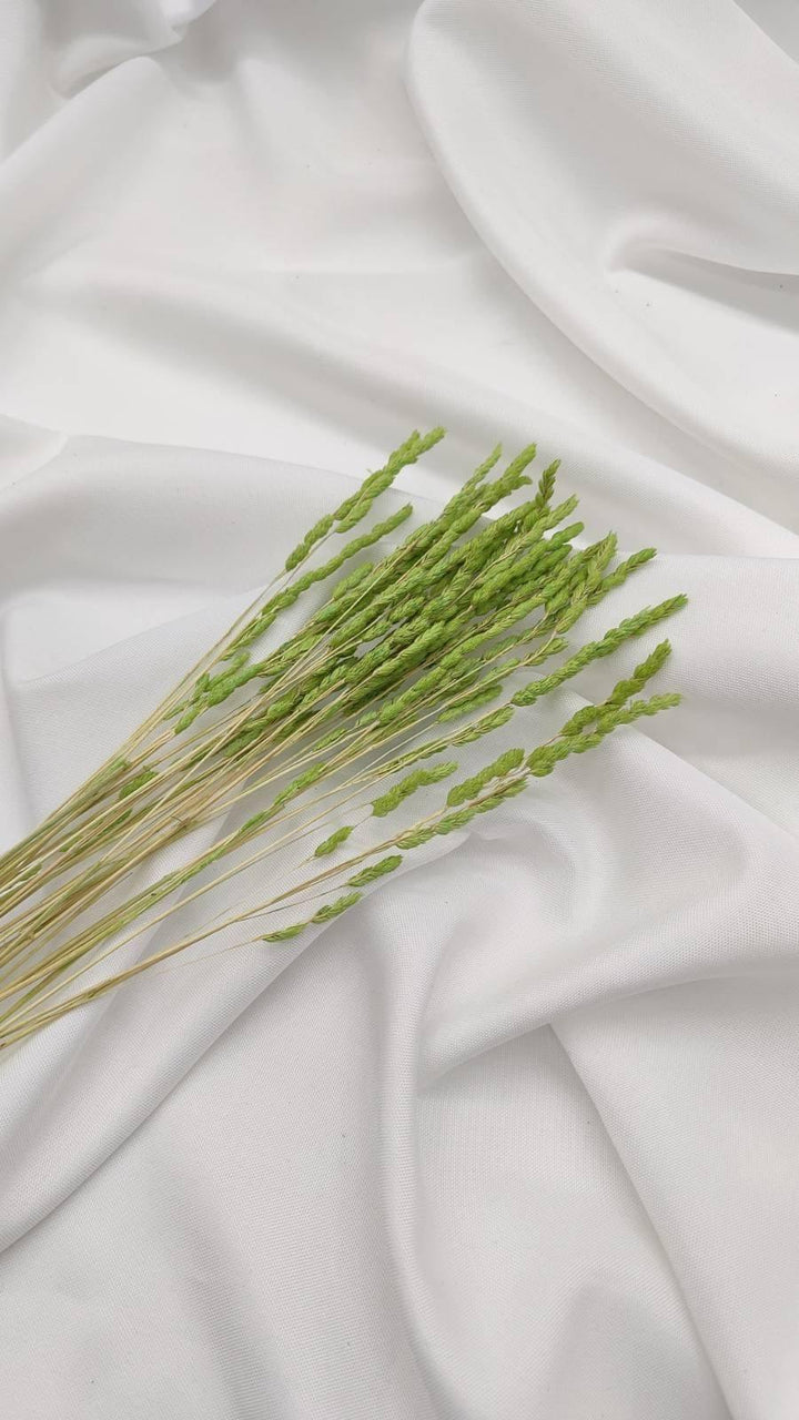 Wildgras Trockenblumen | hellgrün (1 Bund) - www.Flower-Passion.com