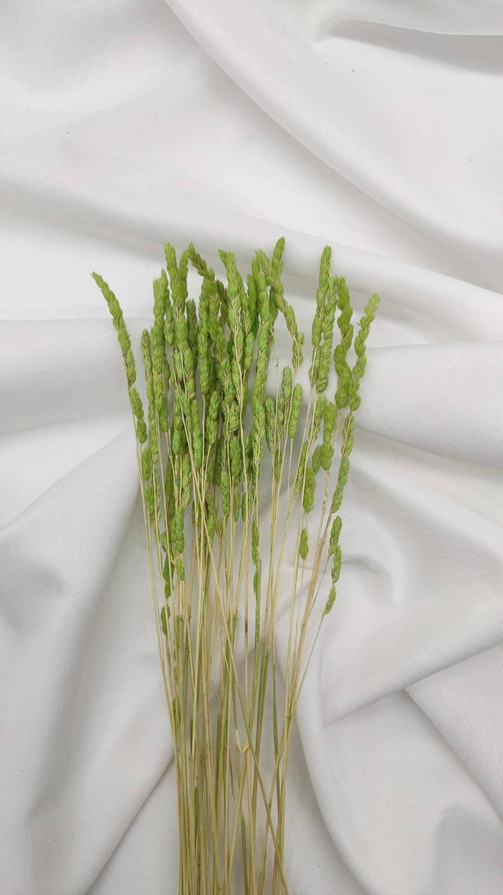 Wildgras Trockenblumen | hellgrün (1 Bund) - www.Flower-Passion.com