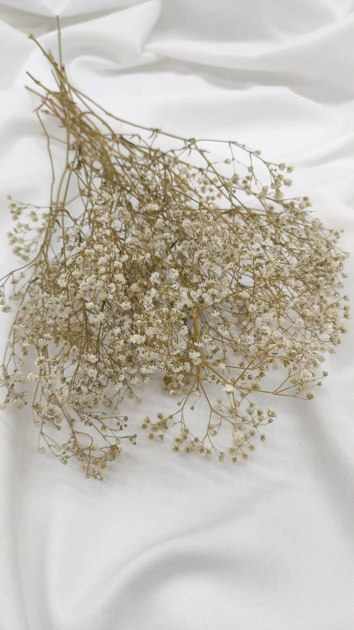 Schleierkraut Trockenblumen | Creme Weiß (1 Bund) - www.Flower-Passion.com