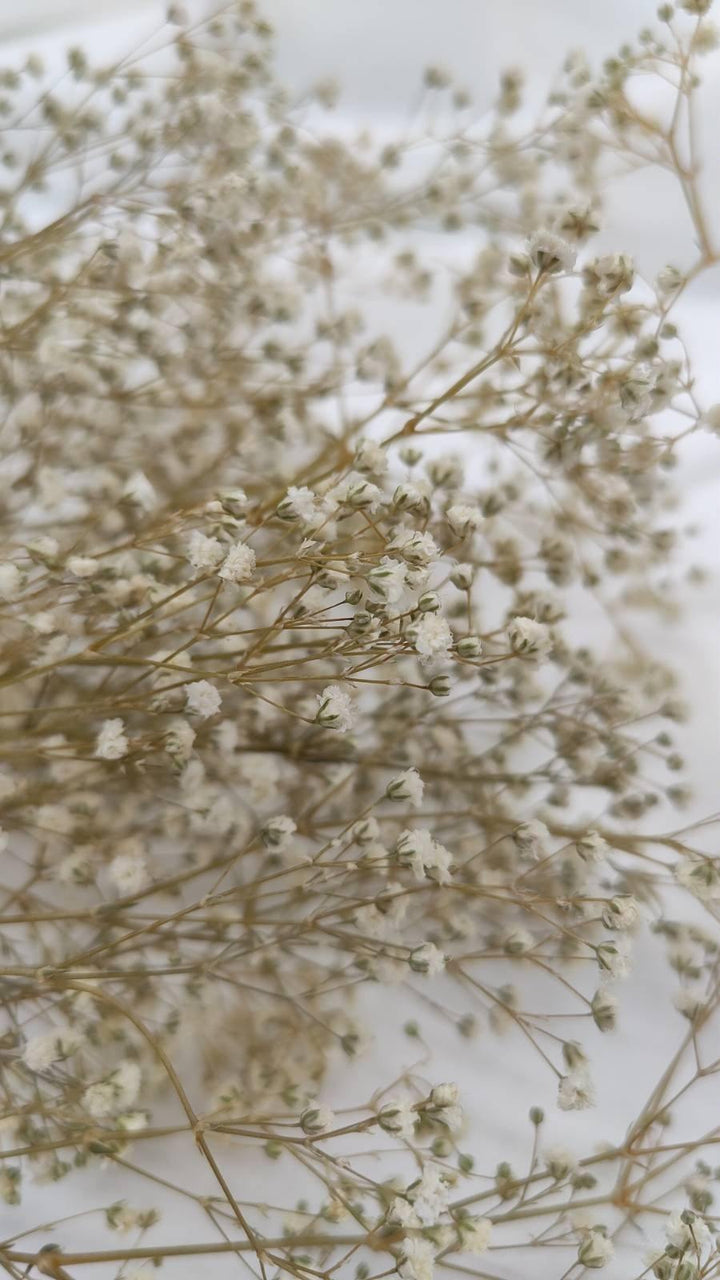 Schleierkraut Trockenblumen | Creme Weiß (1 Bund) - www.Flower-Passion.com