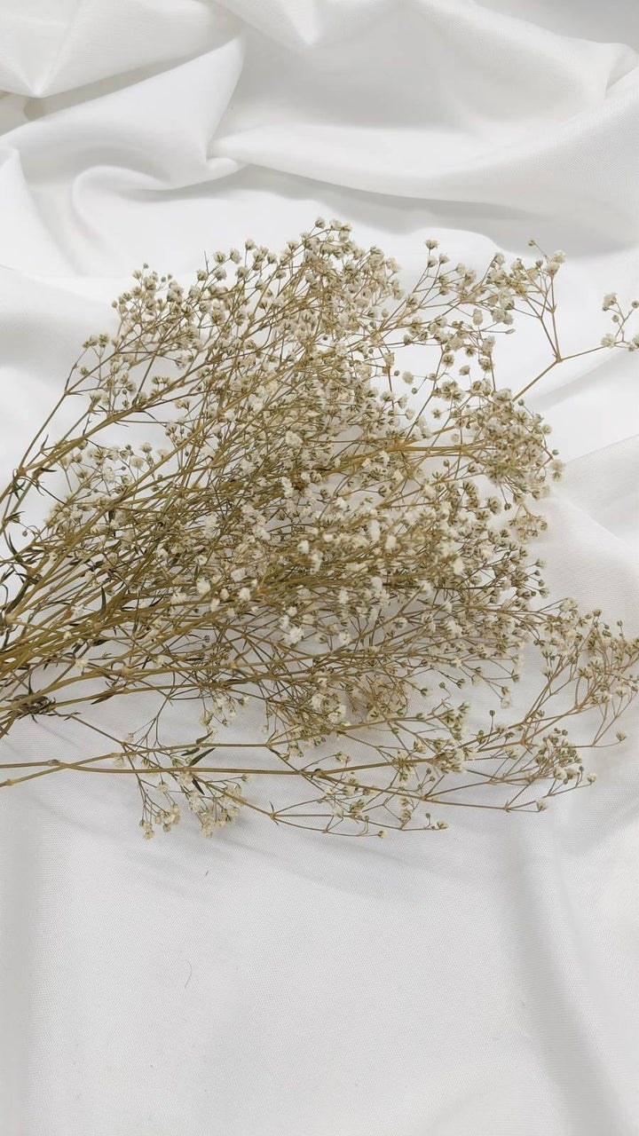 Schleierkraut Trockenblumen | Creme Weiß (1 Bund) - www.Flower-Passion.com