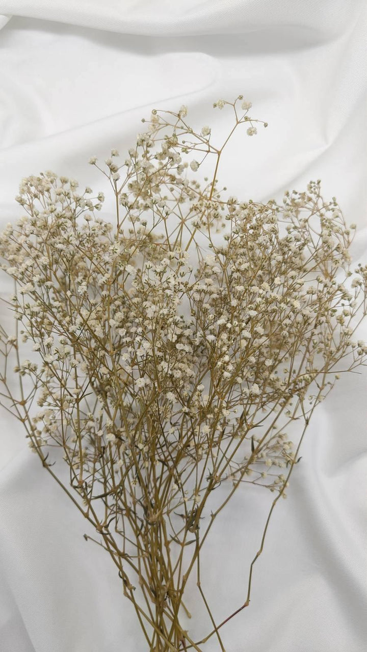 Schleierkraut Trockenblumen | Creme Weiß (1 Bund) - www.Flower-Passion.com