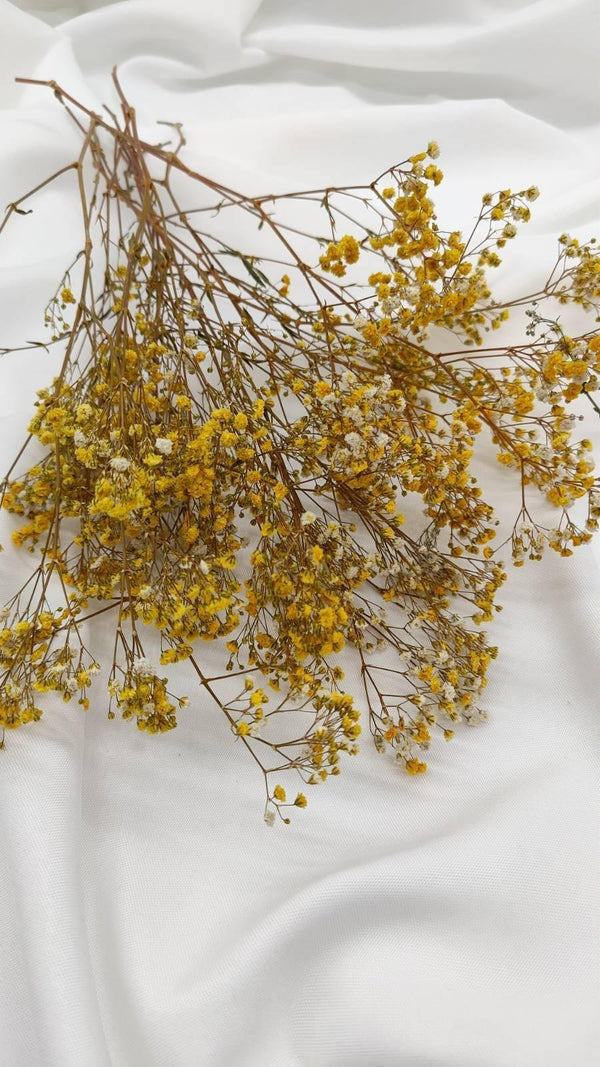 Schleierkraut Trockenblumen | Gelb (1 Bund) - www.Flower-Passion.com