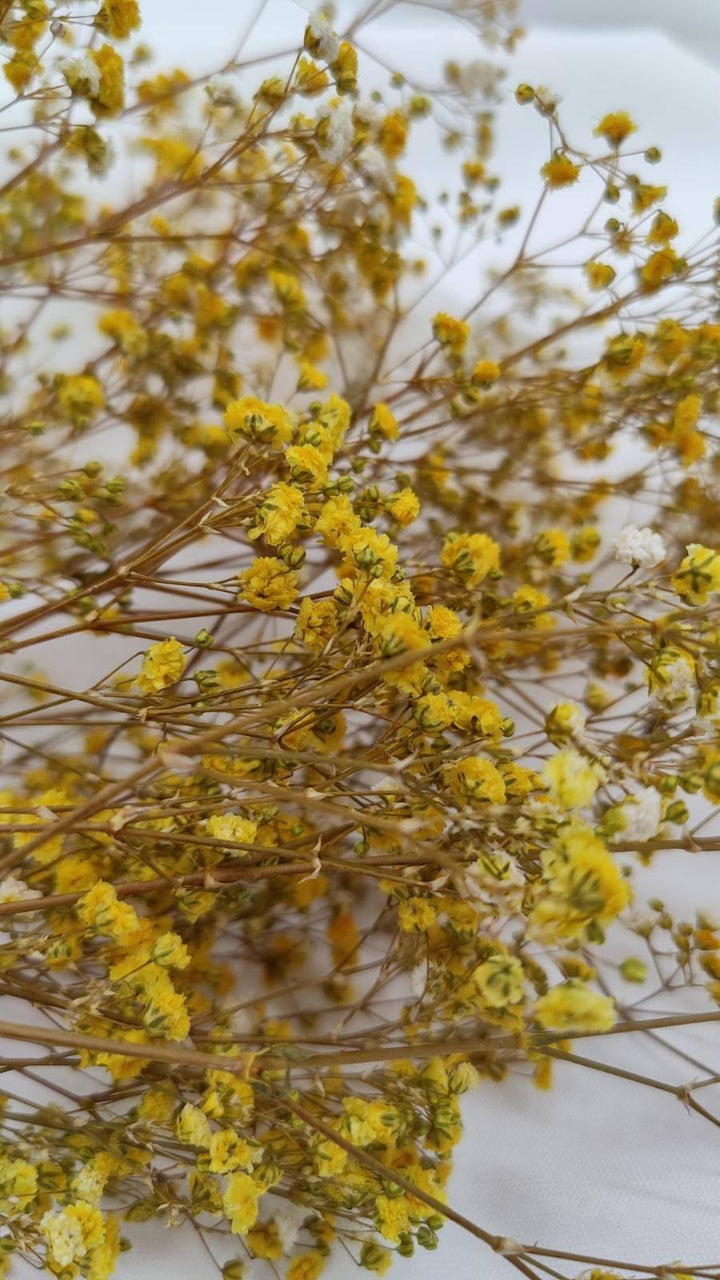 Schleierkraut Trockenblumen | Gelb (1 Bund) - www.Flower-Passion.com