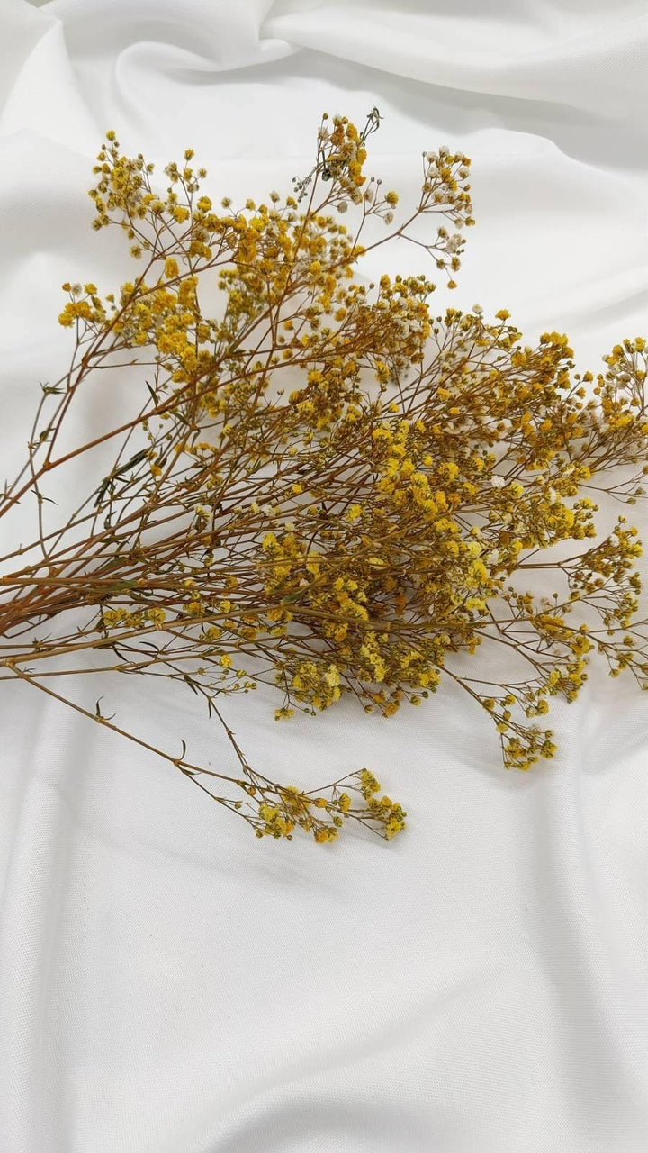 Schleierkraut Trockenblumen | Gelb (1 Bund) - www.Flower-Passion.com