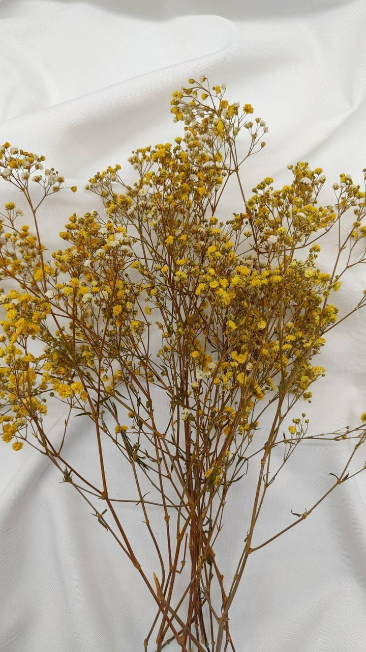 Schleierkraut Trockenblumen | Gelb (1 Bund) - www.Flower-Passion.com