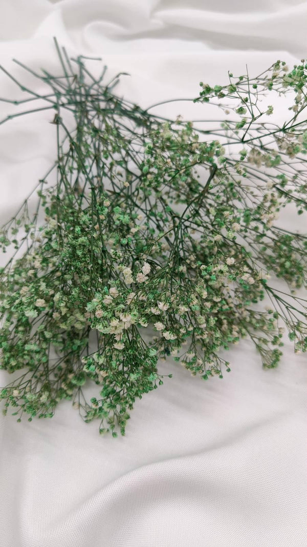 Schleierkraut Trockenblumen | Mintgrün (1 Bund) - www.Flower-Passion.com