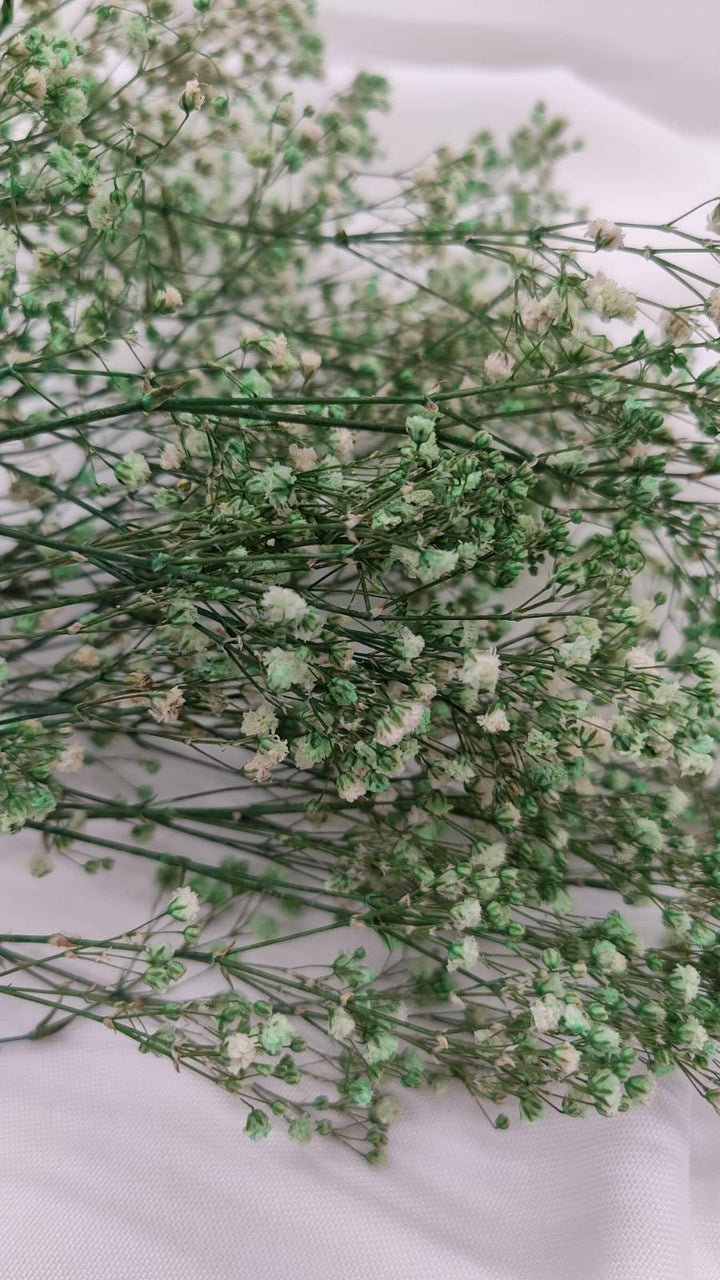 Schleierkraut Trockenblumen | Mintgrün (1 Bund) - www.Flower-Passion.com