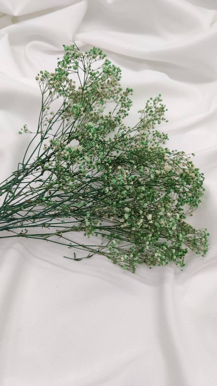 Schleierkraut Trockenblumen | Mintgrün (1 Bund) - www.Flower-Passion.com