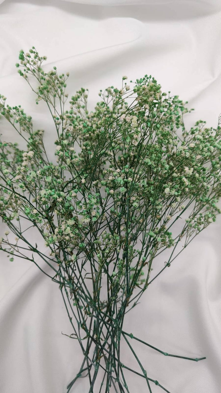 Schleierkraut Trockenblumen | Mintgrün (1 Bund) - www.Flower-Passion.com