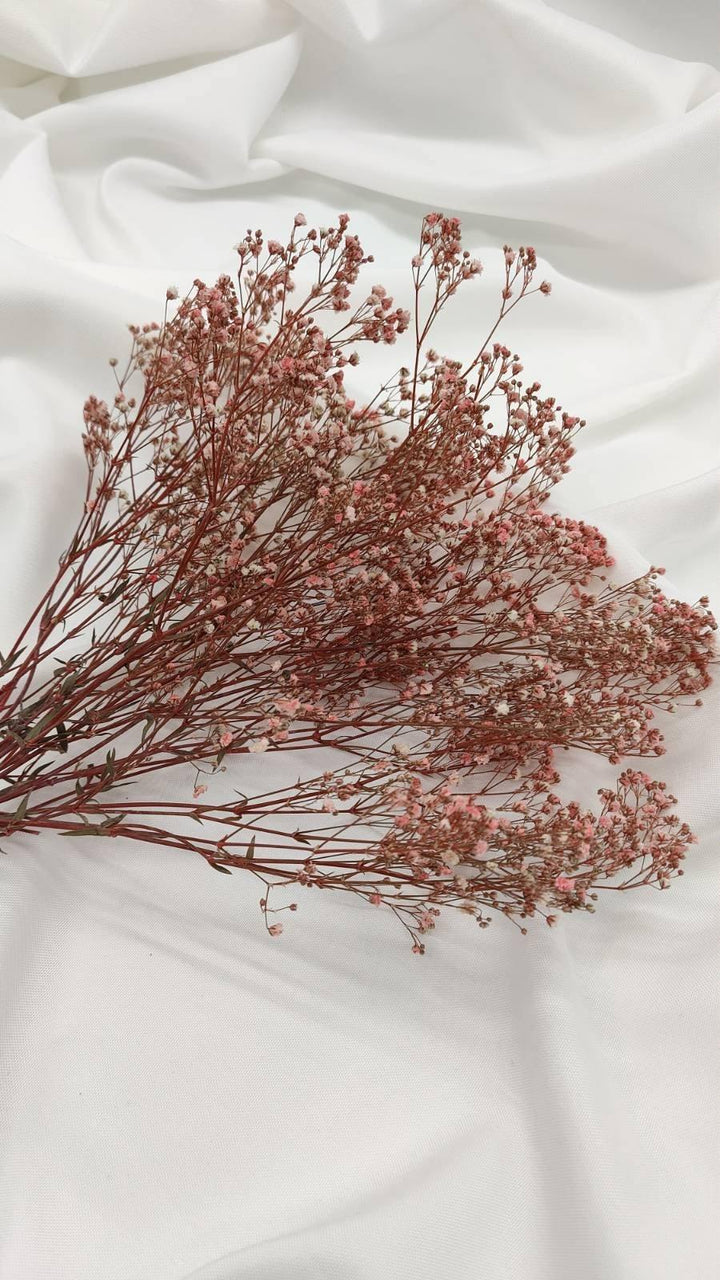 Schleierkraut Trockenblumen | Rosa (1 Bund) - www.Flower-Passion.com