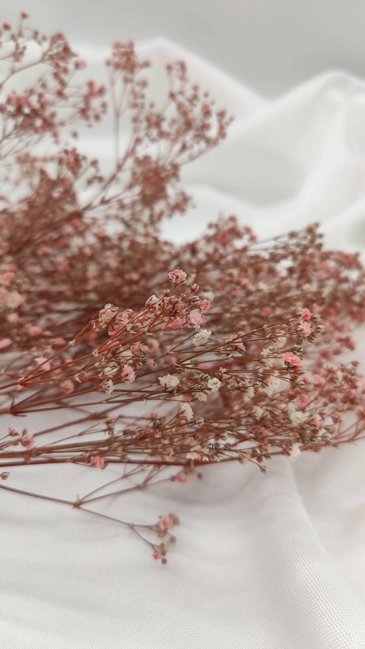 Schleierkraut Trockenblumen | Rosa (1 Bund) - www.Flower-Passion.com