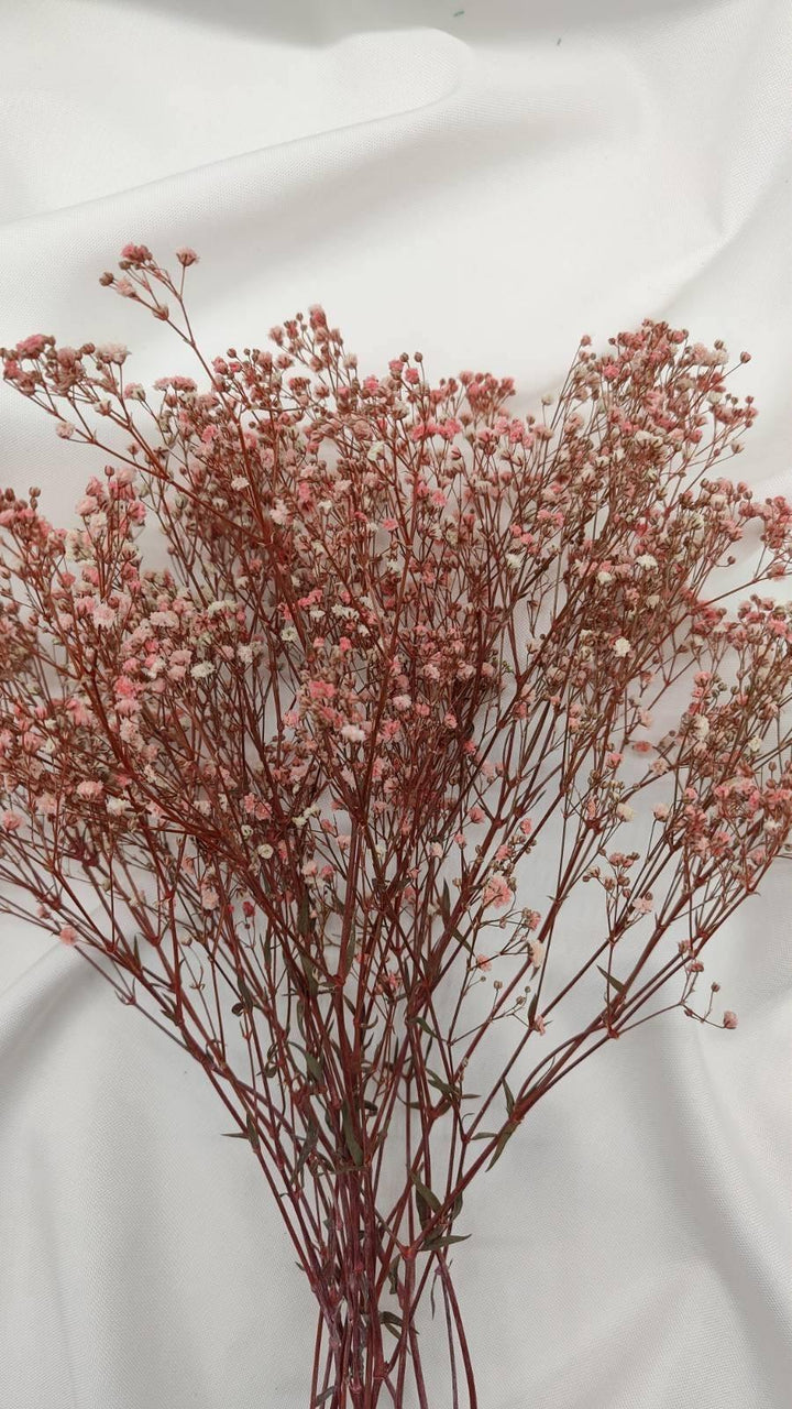 Schleierkraut Trockenblumen | Rosa (1 Bund) - www.Flower-Passion.com