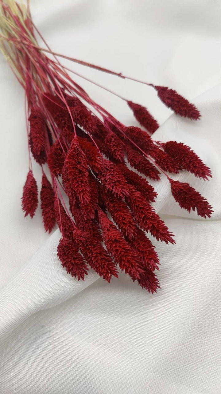 Phalaris Trockenblumen | Weinrot (1 Bund) - www.Flower-Passion.com