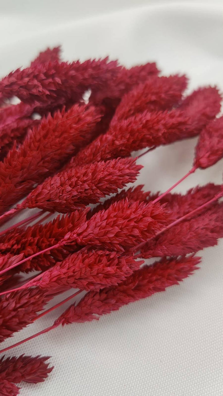 Phalaris Trockenblumen | Weinrot (1 Bund) - www.Flower-Passion.com