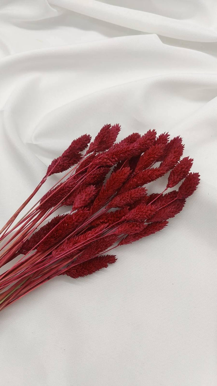 Phalaris Trockenblumen | Weinrot (1 Bund) - www.Flower-Passion.com
