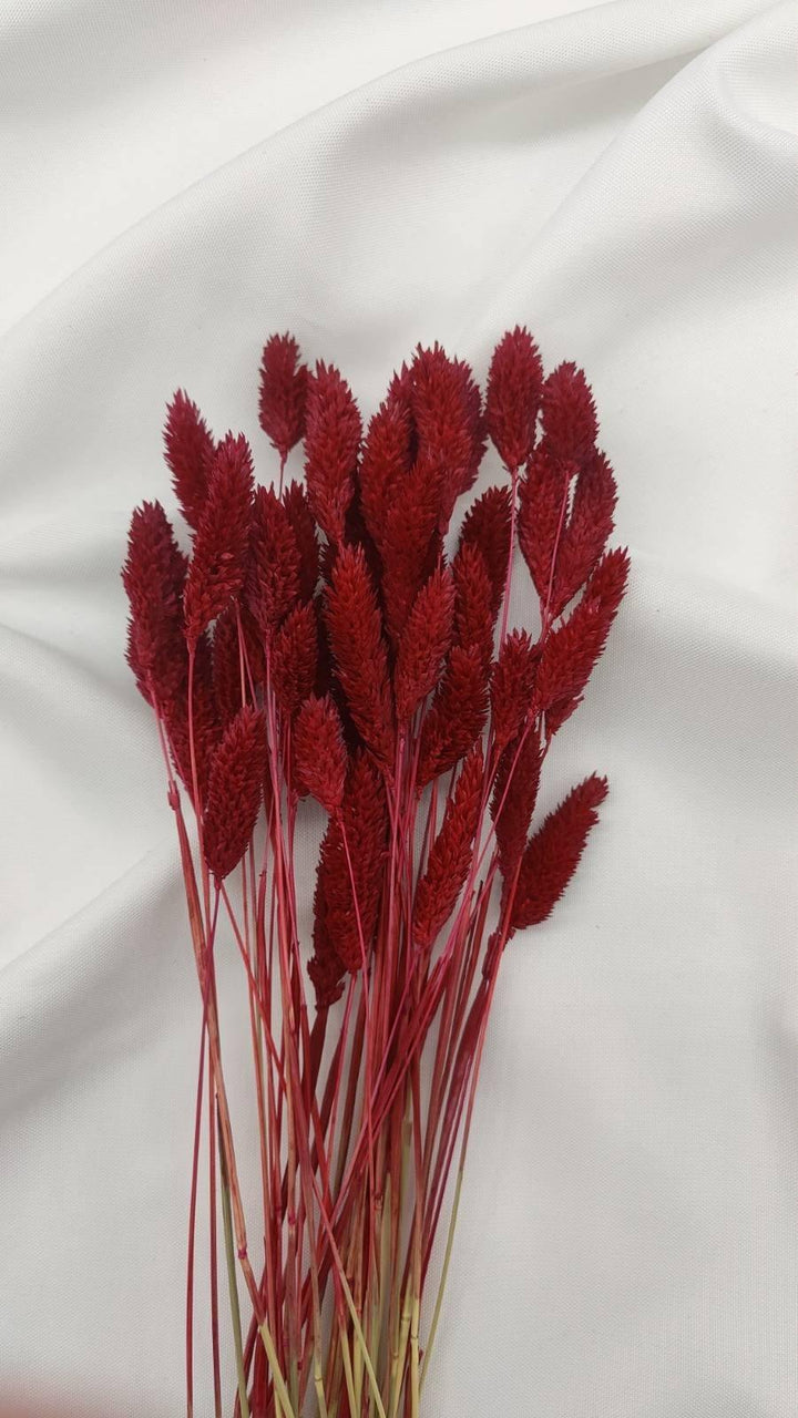 Phalaris Trockenblumen | Weinrot (1 Bund) - www.Flower-Passion.com