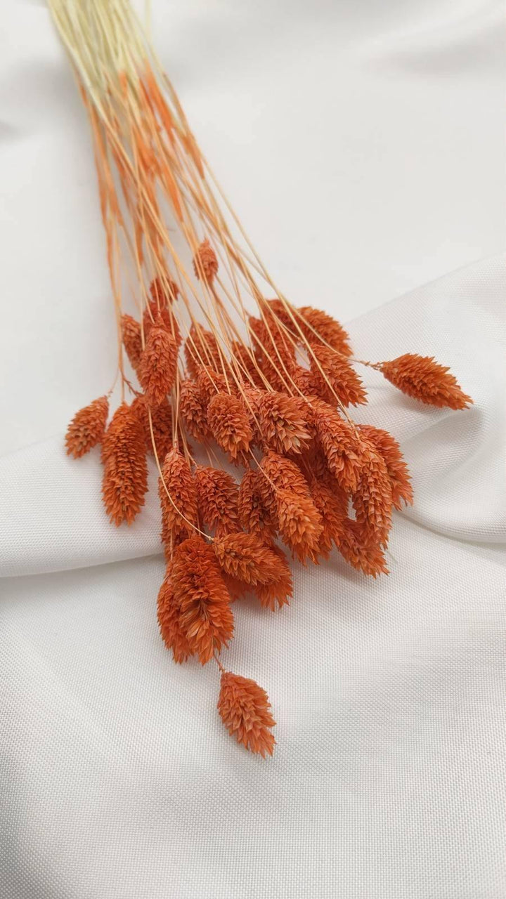 Phalaris Trockenblumen | Orange (1 Bund) - www.Flower-Passion.com