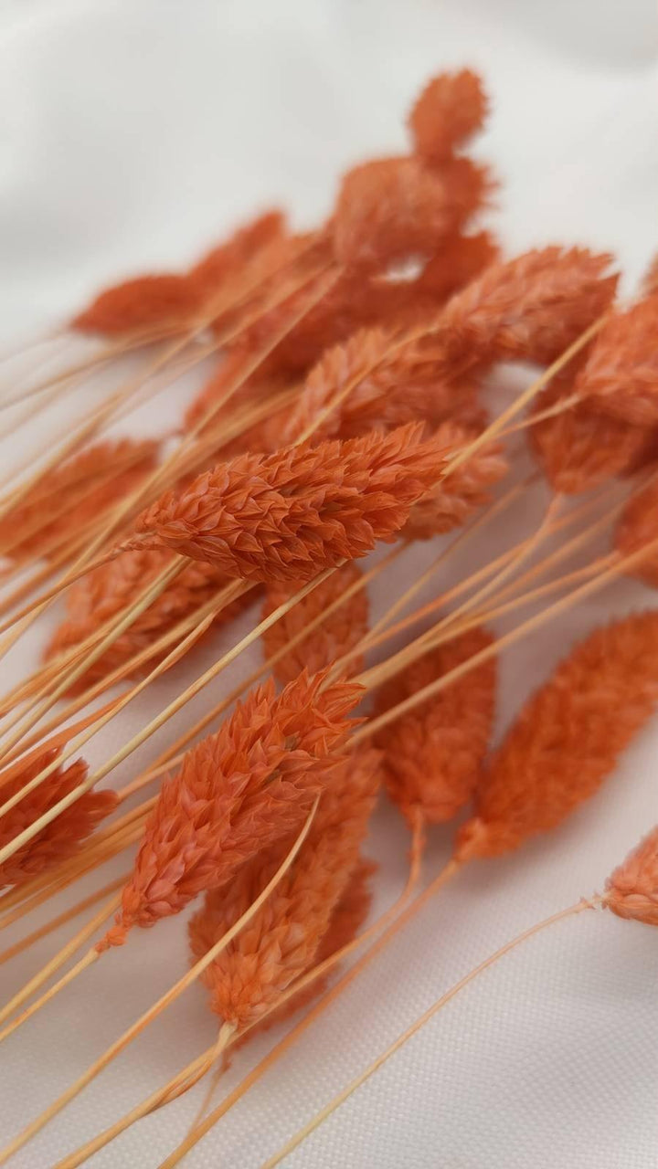 Phalaris Trockenblumen | Orange (1 Bund) - www.Flower-Passion.com