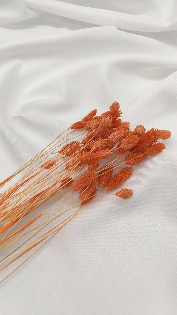 Phalaris Trockenblumen | Orange (1 Bund) - www.Flower-Passion.com