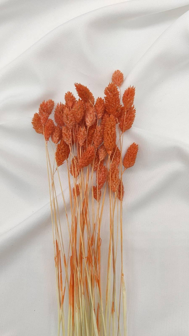 Phalaris Trockenblumen | Orange (1 Bund) - www.Flower-Passion.com