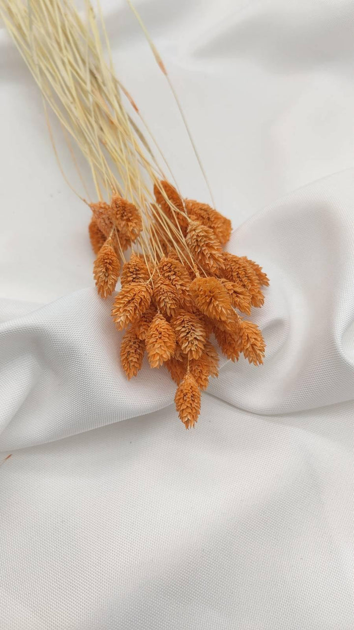 Phalaris Trockenblumen | Hell Orange (1 Bund) - www.Flower-Passion.com