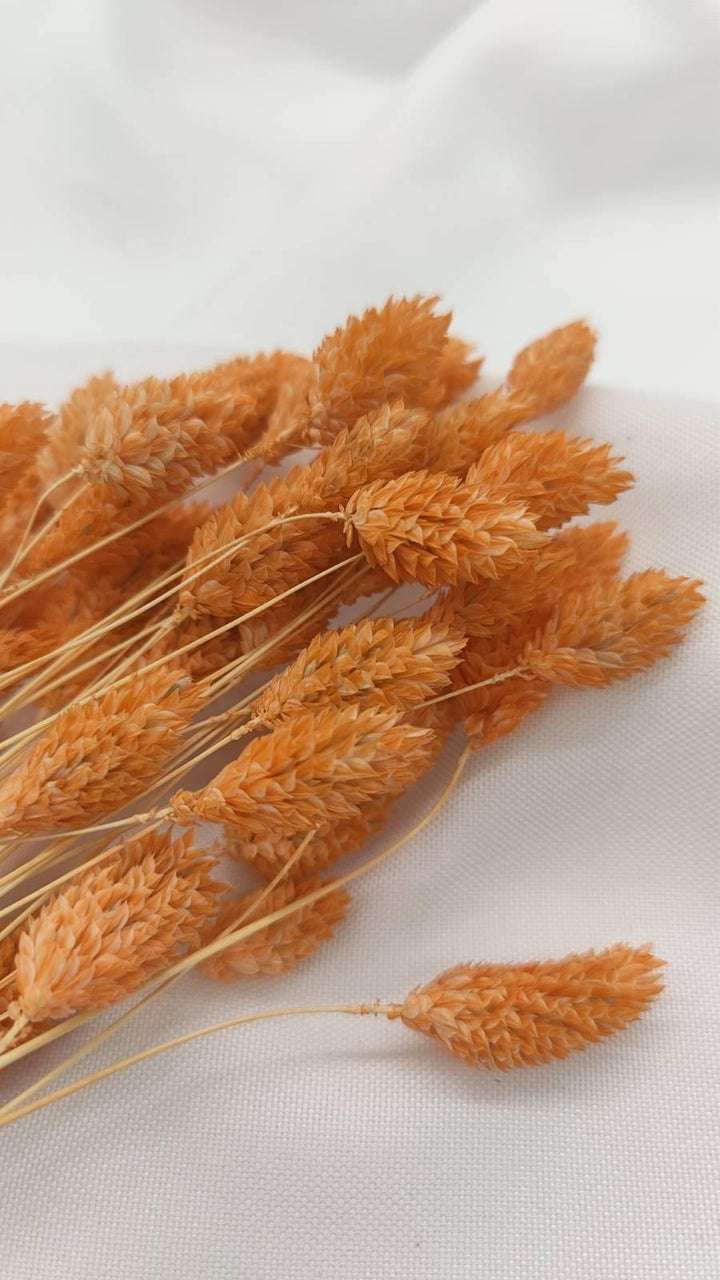 Phalaris Trockenblumen | Hell Orange (1 Bund) - www.Flower-Passion.com