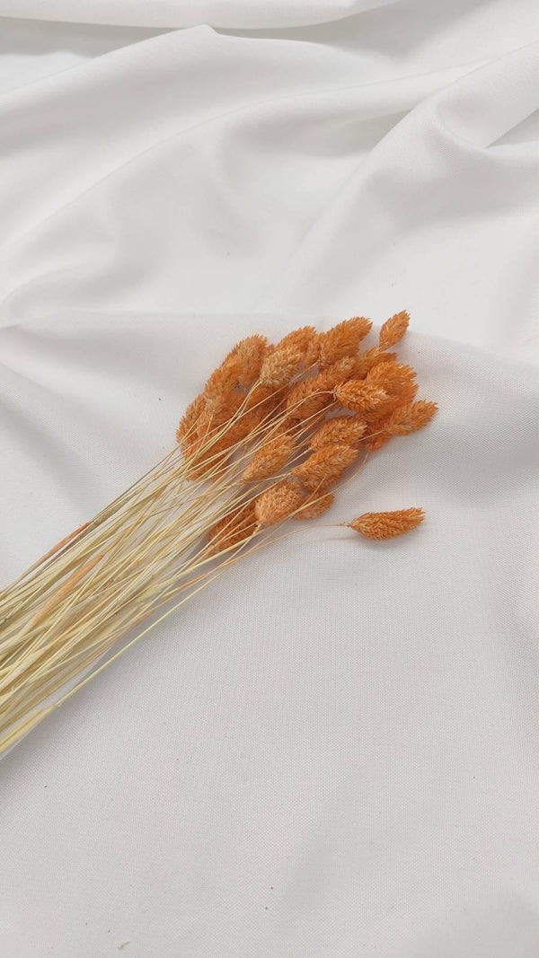 Phalaris Trockenblumen | Hell Orange (1 Bund) - www.Flower-Passion.com