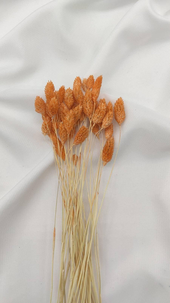 Phalaris Trockenblumen | Hell Orange (1 Bund) - www.Flower-Passion.com